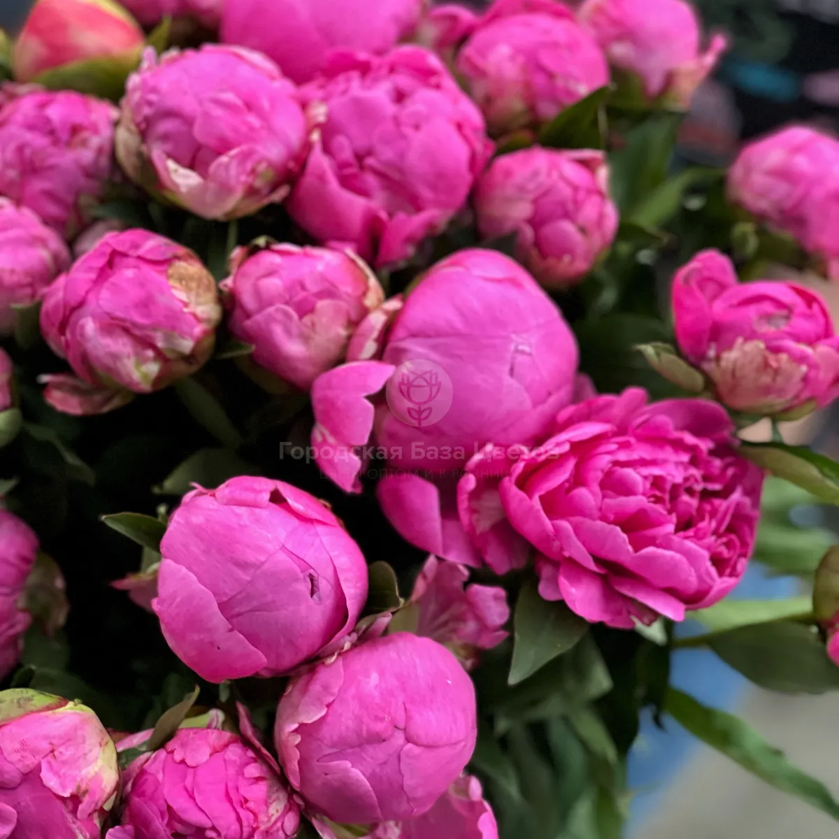 49 розовых пионов