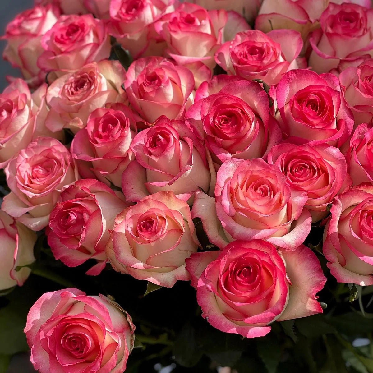 45 бело-розовых роз (60 см)