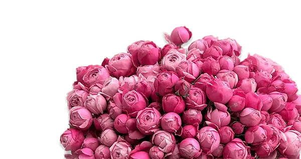 flower-image