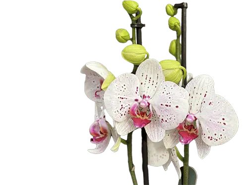 flower-image