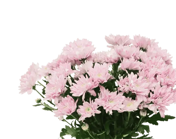 flower-image